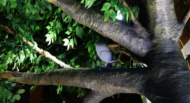 鳳棲梧桐，光臣智科鳥語系列LED投射燈實景應用